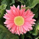 Lori Schmeling - @LoriSchmeling - Twitter