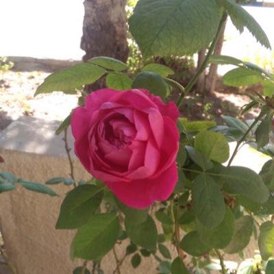 ‏يوجد لدينا قسم خاص للاشجار والنباتات البرية وجميع انواع الاشجار المثمرة والظلية والزينة 
وتجهيز الحدايق والانجيله