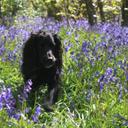 Andy Forster - @Andyswalktowork - Twitter