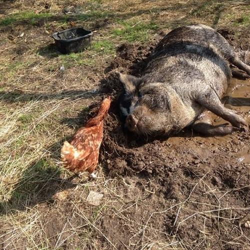 Just some of pictures as I rescue lots of animals and give them a good home