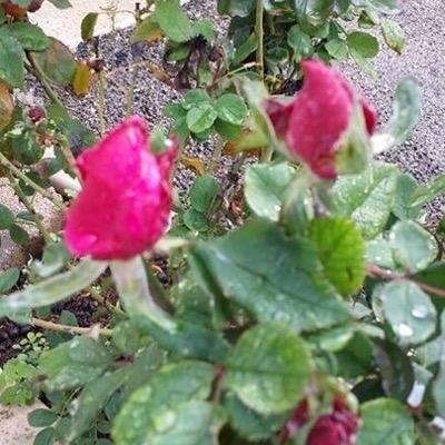 وللحرية الحمراء باب بكل يدٍ مضرجة يدق
