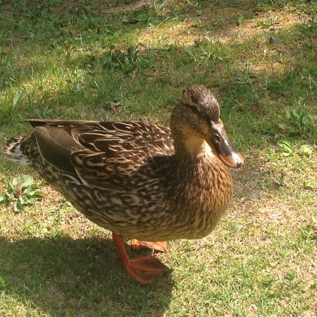 凍結のため雑多アカ