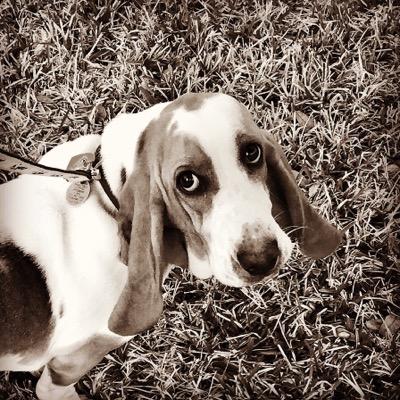 The worlds best antidepressant has long ears, droopy skin and sits on 4 stubby legs. How cool is that? Basset Hound = Instant Happiness