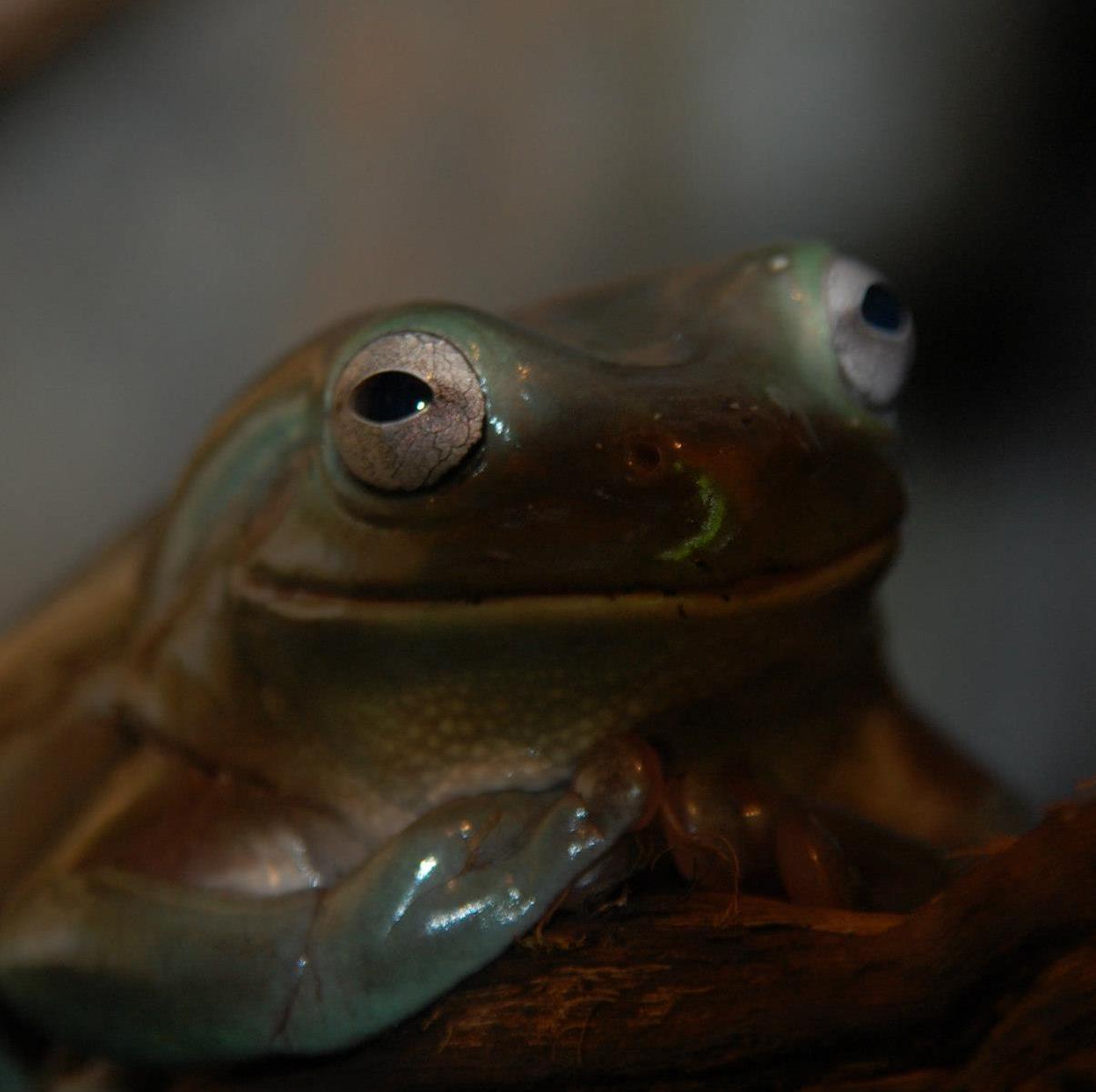 der Klopsfrosch wird die Welt übernehmen muhahahaha