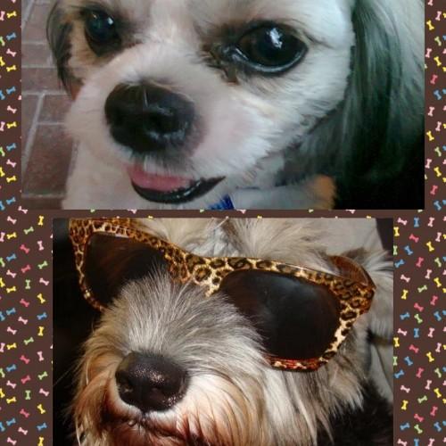 Cutie the shih tzu and Eunice the miniature schnauzer, we love food, play and making new friends! http://t.co/v1t4DdSF1q and