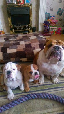 My name is Tallulah and I share my Twitter with my son and daughter Frank and Peggy. we run the household and are spoilt. follow us to watch and love our life.