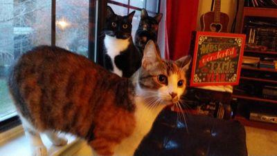 All Martial Arts-Kenpo, Artist-photography, Author-Fantasy-Adventure-Syfy forTeen/Adults, Motleys- (Zoe, Gracie & Tuxie +Uncle Boo)- the eyes show the soul