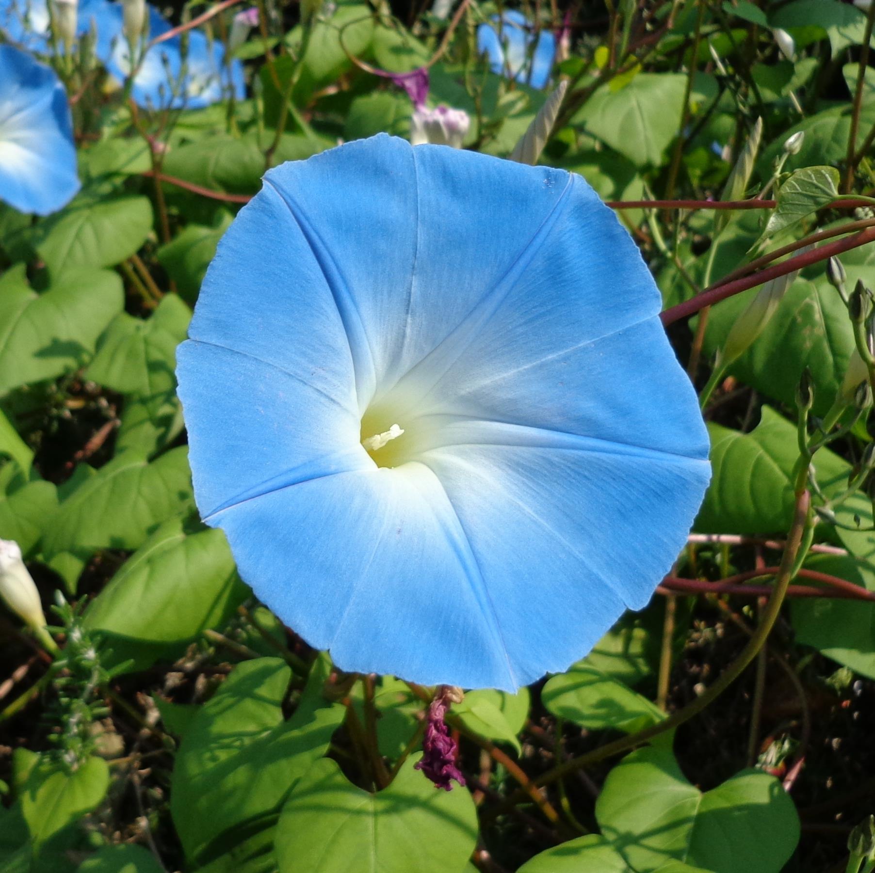 花と緑を紹介していくbot　ガーデニング系の草花＋庭木中心　
返信は出来ませんごめんなさい！