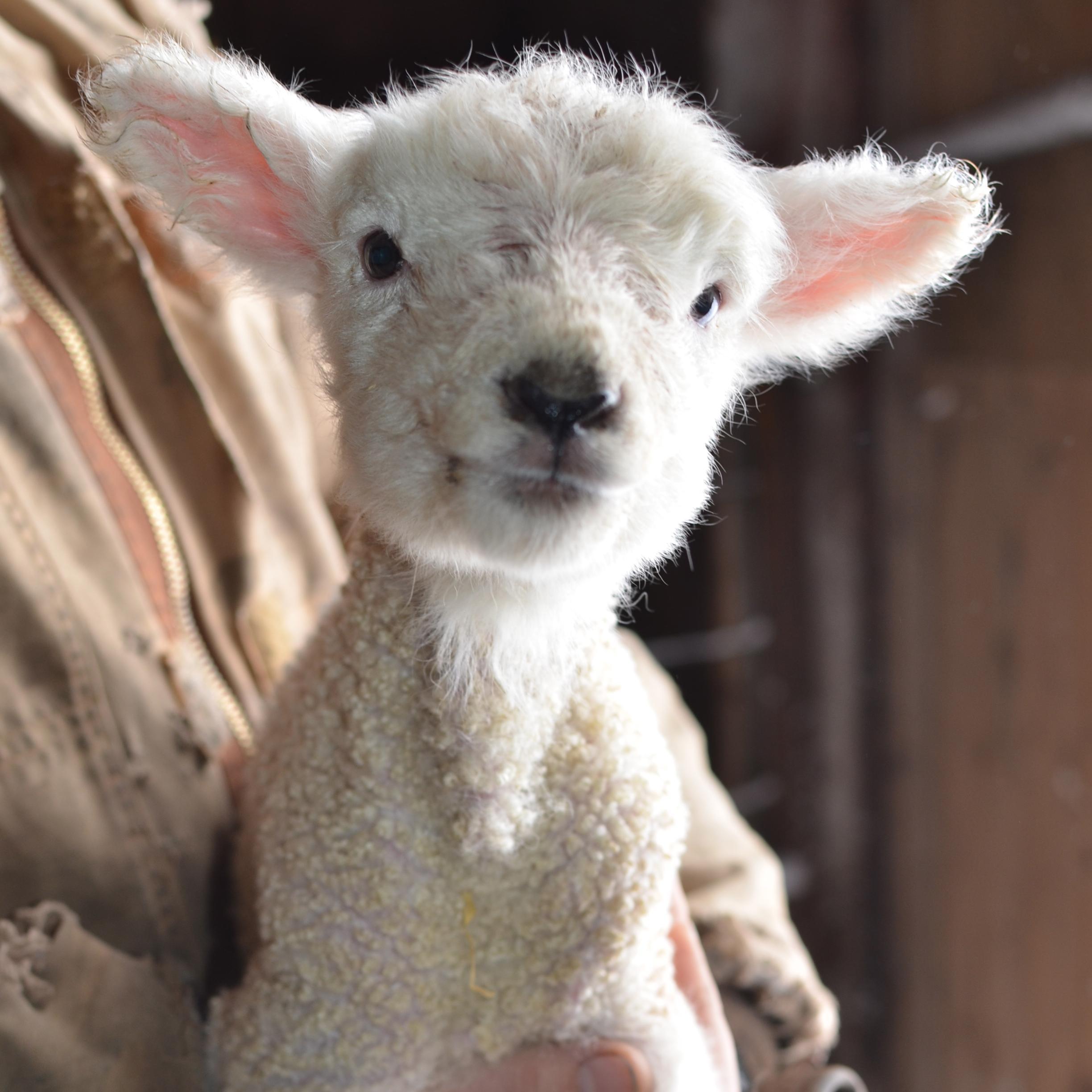 suz4ewe's profile picture. Web Developer @ Tracy Locke