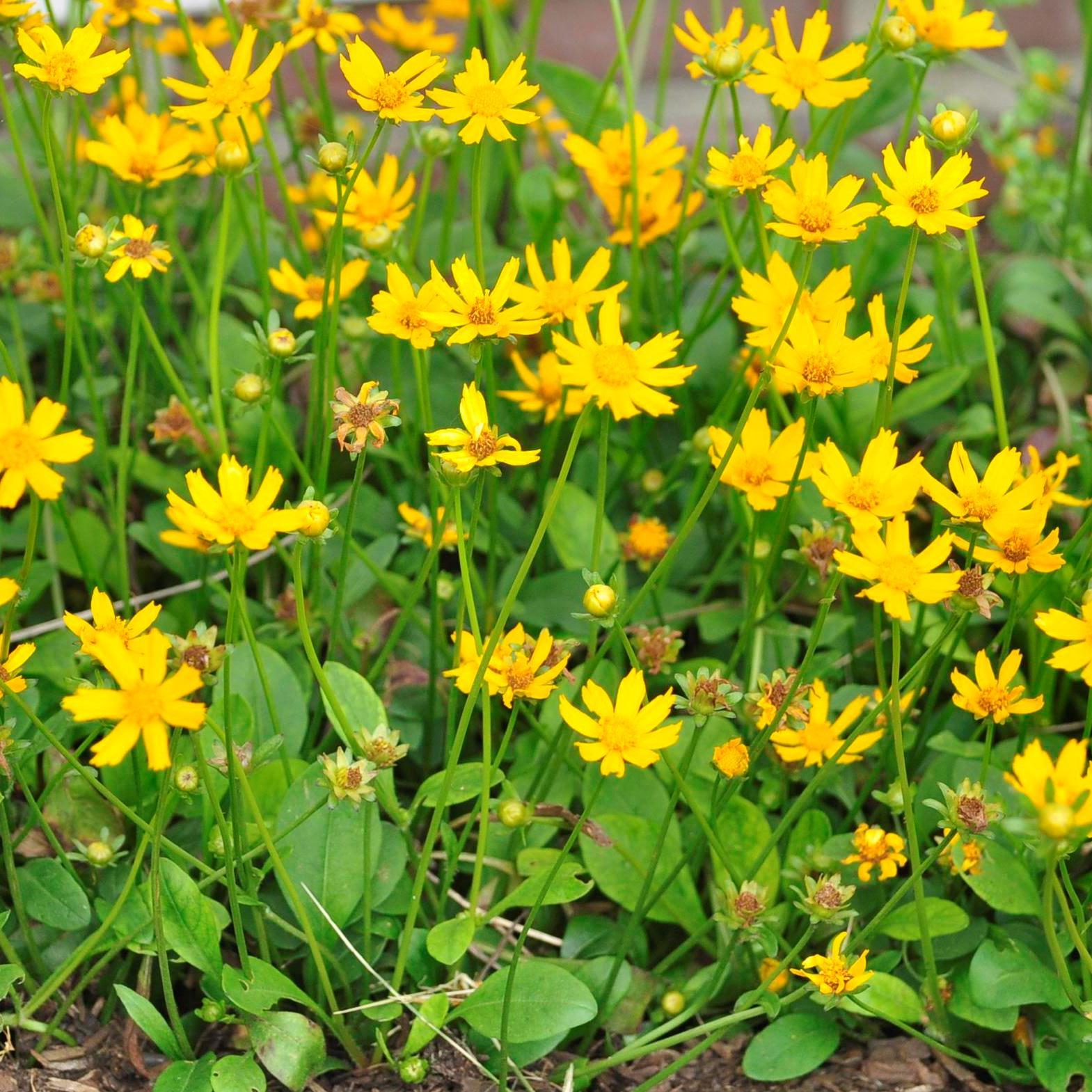 2002peanuthous1's profile picture. 