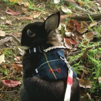 Ans J のん あずき入り アイピロー さん レンジで30秒温めて 目や首やいろんなとこを温められます うさぎさん つけちゃうよねー 笑 お腹痛いときはお腹にも有効 うさぎさんのお腹痛いときにもお使いいただけます アイピロー あずき