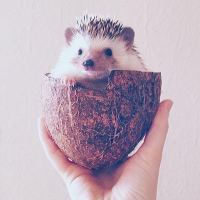 posting cute hedgies daily!
submit your hedgehog photos by emailing us (hedgehogsdaily@yahoo.com) with your hedgies name and your twitter username