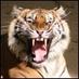 Douglas Scruggs (@tigerpawman) Twitter profile photo