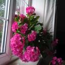 Karina MEADOWS - @karina_meadows - Twitter