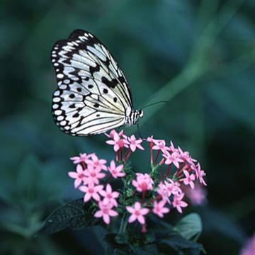david cook fan, love butterflies and the color purple