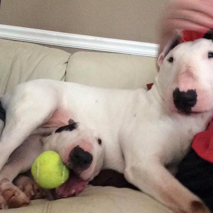 BTRVA's profile picture. Tweets by Tank, the rescued Bull Terrier! The Bull Terrier Rescue of Virginia is a non-profit organization committed to rescuing English Bull Terriers.