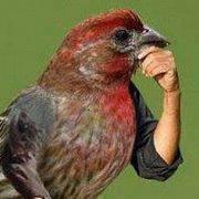 emilemaxima's profile picture. 