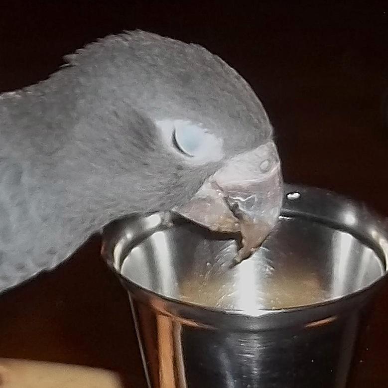 I'm a Vasa Parrot and I like stuffing food in my beak! My aim is to become a world class food critic.