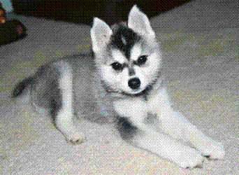 dublinj's profile picture. Paraprofessional • Somehow Mother • Somehow Sane