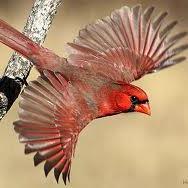 Redbird104's profile picture. 