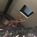 Brook House Fox - @FoxOnBarRoof - Twitter