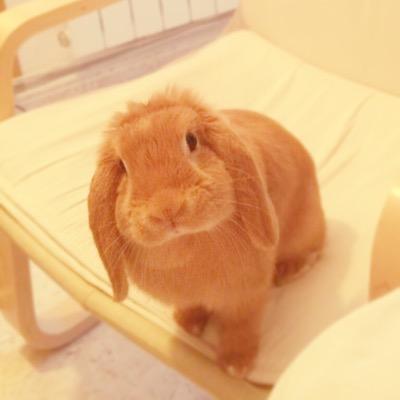 GordaDelPerejil's profile picture. Sangre Francesa y corazón Huertano. Toda una artista de pelo sedoso, rubio natural y rabito pomposo.❤️Chris Brown