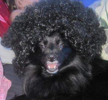 Mullemausel's profile picture. Nichtrauchende, antialkoholische, glutenfreie, Zuckerfreie, Kaffee vermeidende Veganerin mit Hang zur Politik. Tagchen.