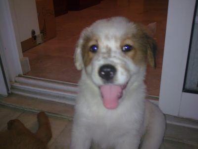 lizathedog's profile picture. Όπου Χ, αντοχή!