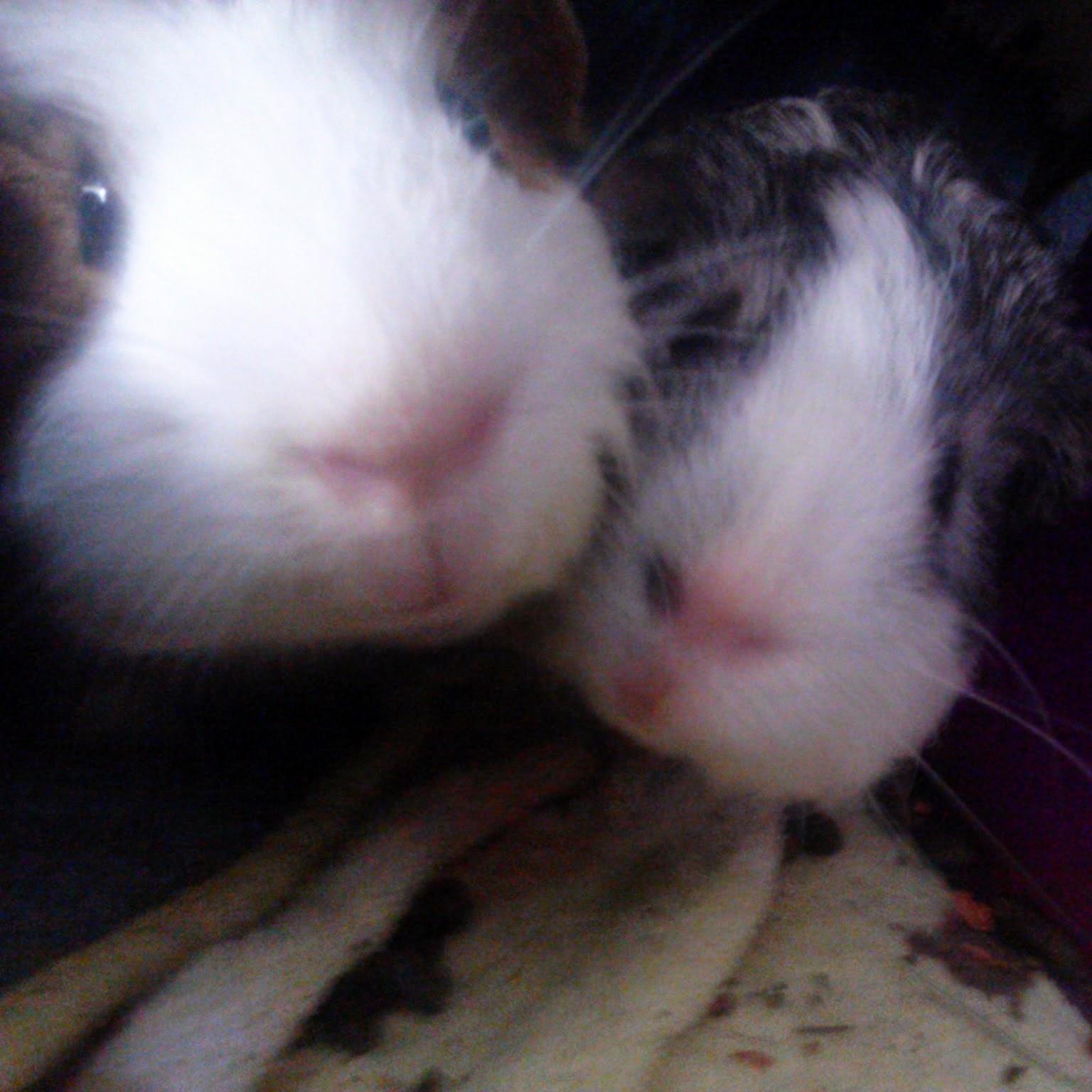 cute piggies and fur babies get retweets