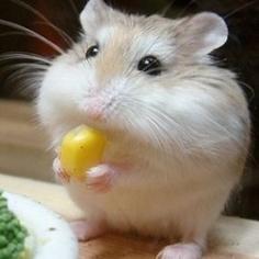 hakaritai's profile picture. はかり隊は身近な気になるものを色々はかってみなさんの疑問をスッキリ!!　　はかりに関する雑学も楽しく掲載。