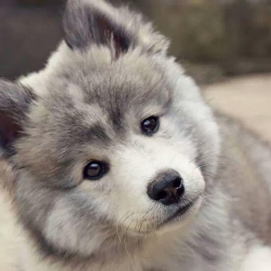 Pomsky lovers unite! Visit http://t.co/Lr99JVYEXX - the ultimate website dedicated to Pomeranian Husky lovers!