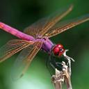 Robin McBride Scott - @Purplehippychic - Twitter