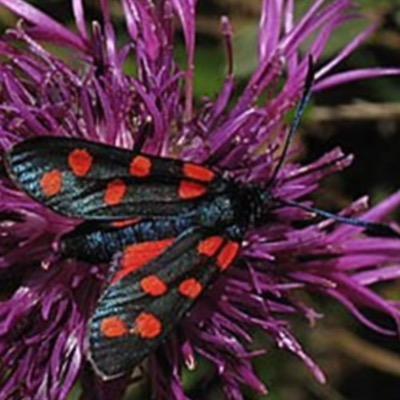 Bugmytype's profile picture. 