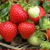 BackyardFarmer (@suburbanfarmboy) Twitter profile photo