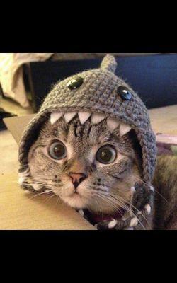 Sis si Meow yg comel. ✌