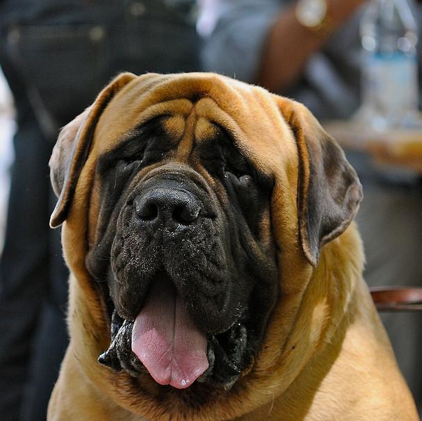 muddypaws954's profile picture. 