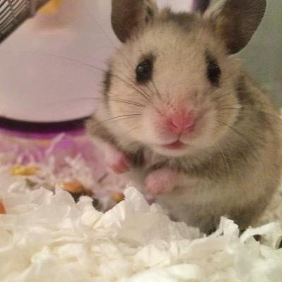 humblehammies's profile picture. Hello and Welcome to my Humble Hammy Abode(; I know alot about dwarf and Syrian hamsters feel free to ask me stuff and please subscribe to my youtube channel !!