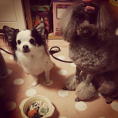 lilyushibrown's profile picture. 