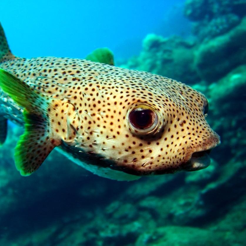 Fish Biology, Marine Science, and Animal Physiology News. From a professor of marine biology who thinks you should be interested in this stuff.