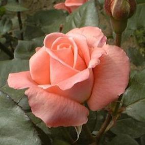 ソーナノ・薔薇(花卉)・R&B(主に80s)・チョコ大好き。 趣味はカフェ・ラジオ・編み物・美術鑑賞。 キャラ萌え派。艦これ・車なご・イナイレ&イナGO・まどマギ・Simoun・ローゼンメイデン・閃乱カグラ等々。 しゅうまいくん&からしちゃん・小島よしおさん・ふなっしーさん・くまのプーさんを敬愛しています。