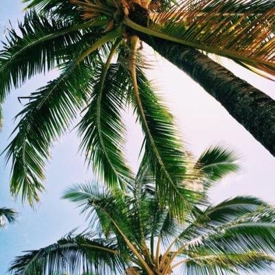 positivelypalm's profile picture. 