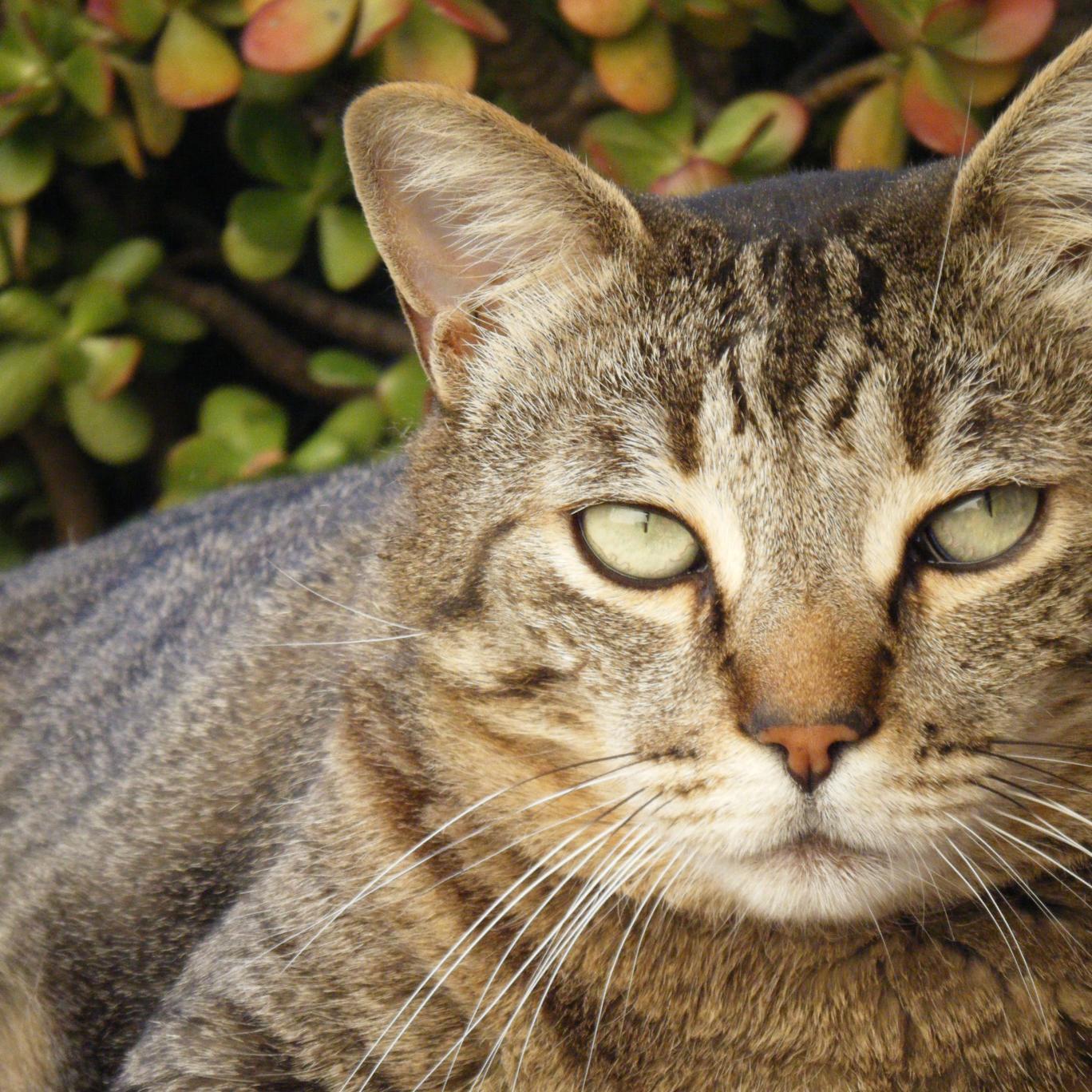 AHeath_CatCrazy's profile picture. I love animals...especially cats.  I'm a devoted cat mom & the author of several cat books.  Check out one of my books: http://t.co/CR4AmxdmdB