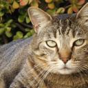 Allison Heath - @AHeath_CatCrazy - Twitter