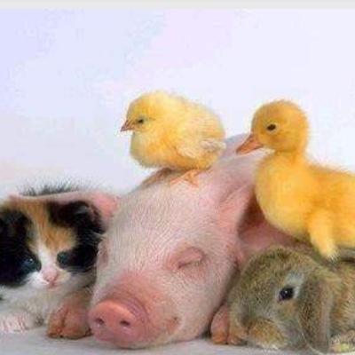 Interspecies mingling: the cutest most loving moments and companionships shared between different animals (if u RT me ill give u 1 puppy)