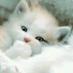 현철 정 (@ffce1751ff2a4b1) Twitter profile photo