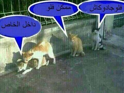 البحث عن السعاده