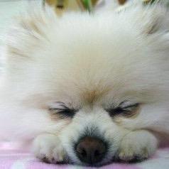 dependency_a's profile picture. ぱーっ