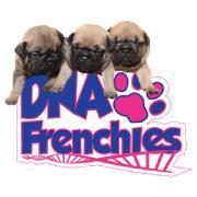 We are devoted to offering our customers the rarest colour French Bulldogs. To us this is not a business but a personal passion