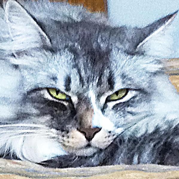 palychpalych's profile picture. Like to travel, to cook (Chineese food),to make photos