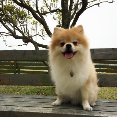 つるる いくらデカポメでもポメはポメなので 足に負担をかけないようにと 体重管理 気をつけなければ それから 柴犬カットについても 毛並みは肌を守る為のもの ポメにこれだけの毛があるのは皮膚が強い 犬種ではないということなので 特に仁は